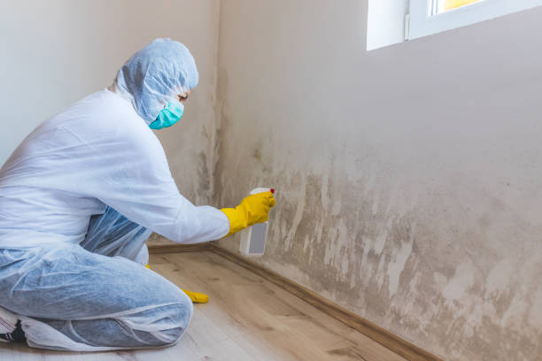 Licensed Basement Mold Remediation service in Thurmont, MD - Car Mold Remediation